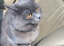british for sale 8 months british for sale 8 months