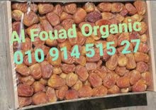 رطب ومفتل سكرى سعودى القصيم رطب ومفتل سكرى سعودى القصيم