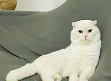white male scottish fold for sale سكوتش فولد ذكر للبيع white male scottish fold for sale سكوتش فولد ذكر للبيع