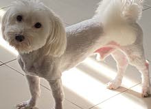 Pure Maltese Male, 2 years old Pure Maltese Male, 2 years old