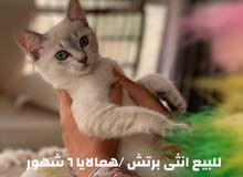 همالايا للبيع همالايا للبيع