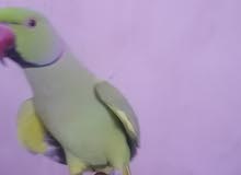 اقرو الوصف اقرو الوصف