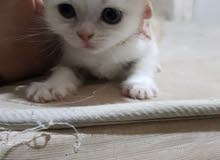قطه انثى شيرازي عمرها عشرين يوم قطه انثى شيرازي عمرها عشرين يوم