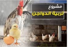 الصحاب المحلات يتوفر لدينا دجاج البيض الاحم أوزان من 1,200جرام بعد اذبح الصحاب المحلات يتوفر لدينا دجاج البيض الاحم أوزان من 1,200جرام بعد اذبح