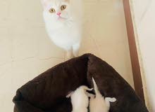 قطه العمر 10 اشهر قطه العمر 10 اشهر