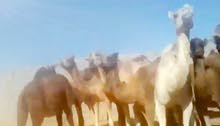ما شاء الله 27 راس ابل قعدان وبكاري وطنية ومخلطة ما شاء الله 27 راس ابل قعدان وبكاري وطنية ومخلطة