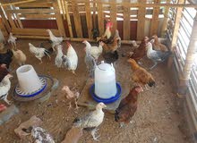 Desi chickens Desi chickens