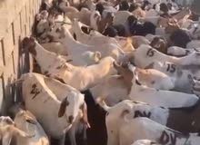 للبيع أغنام تيوس صومالية وكباشه صومالية وقابل للتفاوض اقرأ وصف للبيع أغنام تيوس صومالية وكباشه صومالية وقابل للتفاوض اقرأ وصف