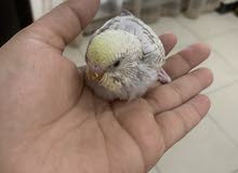 Hand Tamed Baby Budgie Hand Tamed Baby Budgie