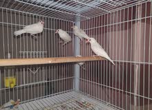 Java White (Holland) Java White (Holland)