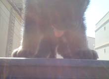 chiot chien berger allemand poil long chiot chien berger allemand poil long