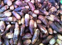 للبيع تمر (بلح ) بركاوي نضيف 50 شوال للبيع تمر (بلح ) بركاوي نضيف 50 شوال