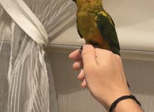 اليف صن كنيور/ friendly sun Conure اليف صن كنيور/ friendly sun Conure