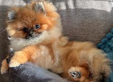 Mini Pomeranian male Mini Pomeranian male