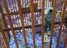 بلبل وحشي تغريد فول بلبل وحشي تغريد فول