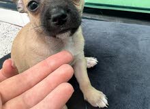 Pure Chihuahua Puppy