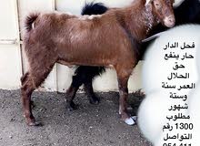  حلال طيب حلال طيب