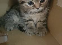 scottish fold pure female scottish fold pure female