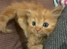 1 Month Old Kittens for Sale 1 Month Old Kittens for Sale