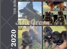 Puppies king size for sale Puppies king size for sale