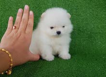 Pomeranian for sale Pomeranian for sale