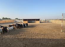 goat farm for sale in alkhatam goat farm for sale in alkhatam