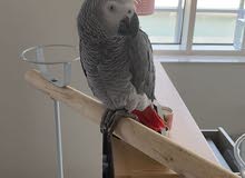 african grey age 11 month african grey age 11 month