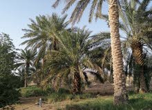 مزرعة للبيع مزرعة للبيع