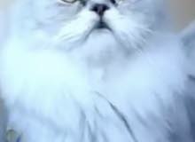 male Persian chinchilla half picky face male Persian chinchilla half picky face