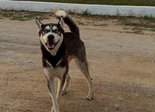 Male Husky yeux bleu Male Husky yeux bleu