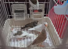 طيور الموندارا mandarin طيور الموندارا mandarin
