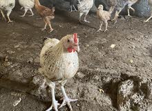 دجاج فرنسي و عربي دجاج فرنسي و عربي