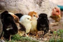 Beautiful birds Beautiful birds