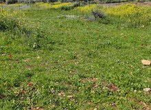 Farm Land for Sale in Jenin Beit Qad