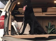 تدريب كلاب طاعة و حراسة ... Training dogs for obedience and guard duty تدريب كلاب طاعة و حراسة ... Training dogs for obedience and guard duty