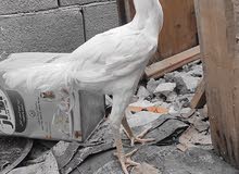 دجاج دجاجه هندي الوصف مهم دجاج دجاجه هندي الوصف مهم