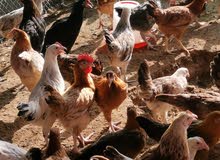 Medium size local chicken (hen). دجاج محلي متوسط الحجم (دجاجة). Medium size local chicken (hen). دجاج محلي متوسط الحجم (دجاجة).