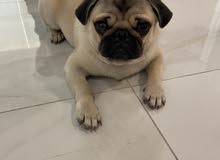 Pugs  male 7 months