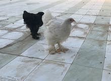 دجاج البراهما العملاق