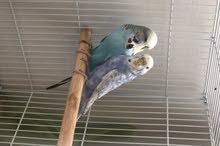 Adult Pair English Budgie - 12 BD Only Adult Pair English Budgie - 12 BD Only