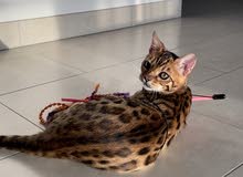 Bengal male kitten for sale