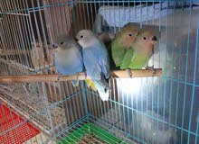 lovebirds lovebirds