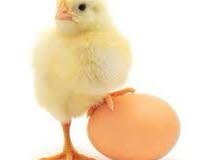 Beautiful fency chicks Beautiful fency chicks