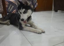 syberian husky syberian husky