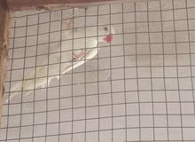 مطلوب فحل دره مطلوب فحل دره