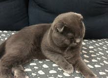 Scottish Fold Male Scottish Fold Male