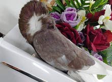 محتاج نثية فوطة كاملة وفحل سكسوني بسود محتاج نثية فوطة كاملة وفحل سكسوني بسود