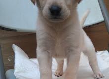 Labardo pupies pure Labardo pupies pure