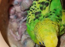 فروخ بادجي للبيع baby budgie for sale فروخ بادجي للبيع baby budgie for sale