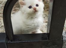 Persian triple coat and Scottish fold long hair Persian triple coat and Scottish fold long hair
